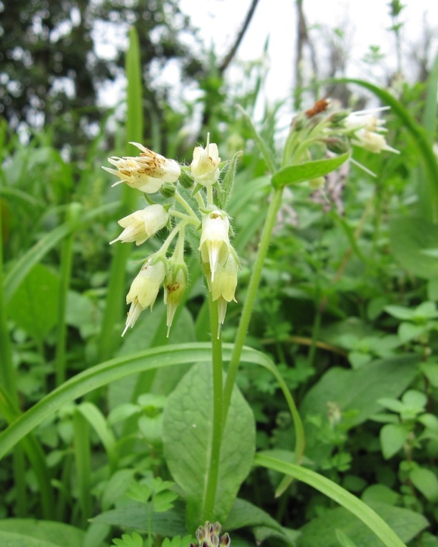 Symphytum bulbosum / Consolida minore